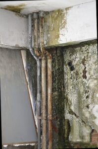 Mold Removal | Scotch Plains, NJ | A-1 Basement Solutions